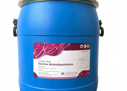 Bacillus Amyloliquefaciens, thức ăn bổ sung đường ruột tôm cá, xử lý môi trường nước