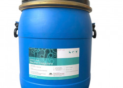 Men vi sinh Bacillus Coagulans, bổ sung lợi khuẩn vào thức ăn cho tôm cá