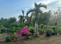 Bán đất nông nghiệp xã Cẩm Đường Huyện Long Thành Tỉnh Đồng Nai