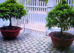 Bán Nhà Mặt Phố Tôn Đức Thắng, Sa Đéc. 150m2, SH, Giá 7.2 Tỷ. LH: 0829662282