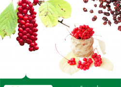 Cung cấp Cao khô Ngũ vị tử hàng chất lượng cao giá tốt