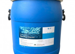 Lợi khuẩn Bacillus Clausii, cân bằng hệ vi sinh đường ruột cho tôm cá