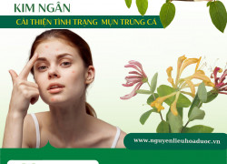 Cung cấp Cao khô Kim ngân hoa trong sản xuất thực phẩm bảo vệ sức khỏe