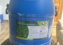 Clostridium Butyricum, men vi sinh bổ sung hệ vi sinh vật đường ruột cho vật nuôi