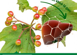 Cung cấp Cao khô Cà gai leo hỗ trợ bảo vệ, giải độc gan