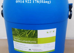 Bacillus Licheniformis, tăng miễn dịch, cân bằng hệ vi sinh vật đường ruột vật nuôi
