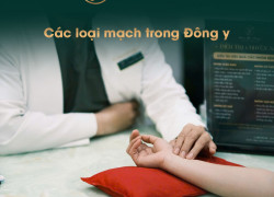 Các loại mạch trong Đông y – Góc nhìn chuyên sâu chia sẻ từ Thuận Yên Đường