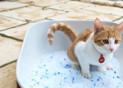 Cát mèo Silica Secco – Hút mùi tốt, không bụi, giá rẻ