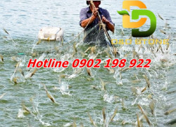 DOLOMITE – GIẢI PHÁP CHO AO NUÔI KHỎE – TÔM CÁ LỚN NHANH