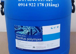 Men vi sinh Bacillus Polymyxa, tăng cường hệ miễn dịch cho vật nuôi