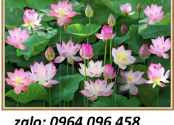 Tranh gạch 3d ốp tường hoa sen - KHF44