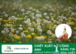 Chiết Xuất Bồ Công Anh: Giải Pháp Khoa Học Toàn Diện Cho Làn Da Từ Thiên Nhiên