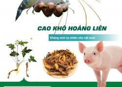 Cao khô Hoàng liên – Kháng sinh tự nhiên cho vật nuôi