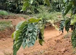 CHÍNH CHỦ CẦN BÁN GẤP LÔ ĐẤT CÓ VỊ TRÍ ĐẸP TÂN THANH  - HUYỆN LÂM HÀ   - TỈNH LÂM ĐỒNG