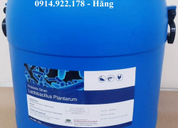 Lactobacillus Plantarum, men vi sinh đường ruột tôm cá