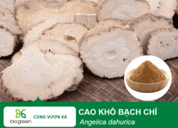 Mua Bán Cao khô Bạch chỉ giá cạnh tranh