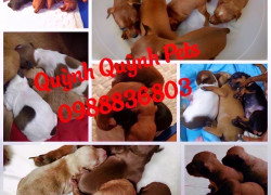 Phối giống Fox mini Hà Nội. 0988836803
