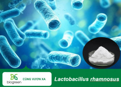 Bán lợi khuẩn Lactobacillus rhamnosus tăng cường hệ miễn dịch