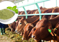 Cung cấp Cao khô Húng chanh trong Chăn nuôi thú y