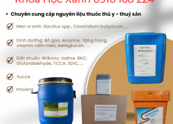 YUCCA MỸ – Giải pháp hấp thu khí độc, bảo vệ ao nuôi tôm khỏe mạnh
