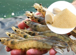 Cung cấp Bột tỏi trong Nuôi trồng thủy sản