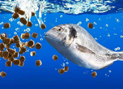 Xin giấy chứng nhận cở sở đủ điều kiện sản xuất thức ăn thủy sản -TACN