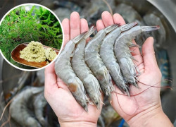 Mua bán Cao khô đinh lăng trong Nuôi trồng thủy sản