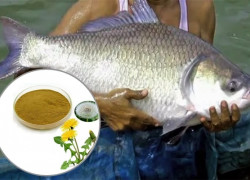 Cung cấp Cao khô bồ công anh trong Nuôi trồng thủy sản