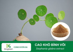 Cung cấp Cao khô Bình vôi hàng chất lượng cao giá tốt