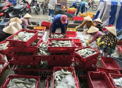 Cần 9 nam 5 nữ ldpt không yêu ckn phân loại hải sản