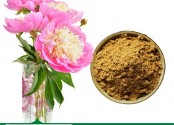 Cung cấp Cao khô Bạch thược hàng chất lương cao giá tốt