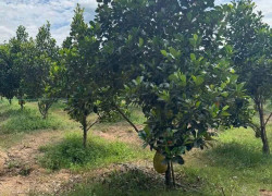 🌳 Bán vườn mít đang thu hoạch – đất đã có rào kiên cố bao quanh, an toàn và gọn gàng.