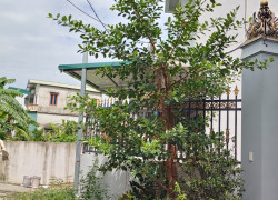 Bán Cây Si