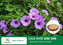 Cung cấp Cao khô Bìm bìm hàng chất lượng cao giá tốt