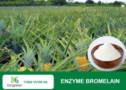 Khám Phá Enzyme Bromelain – "Siêu Anh Hùng" Từ Dứa Cho Sức Khỏe Và Cuộc Sống