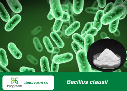 Cung cấp men vi sinh Bacillus Clausii hỗ trợ tiêu hóa