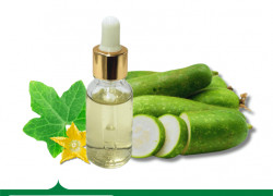Chiết xuất Bí đao nguyên liệu mỹ phẩm từ thiên nhiên