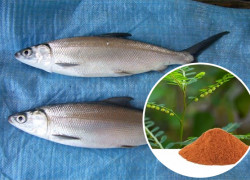 Cao khô diệp hạ châu trong Nuôi trồng thủy sản