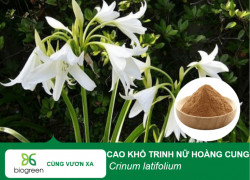 Khám Phá "Nữ Hoàng" Dược Liệu: Cao Khô Trinh Nữ Hoàng Cung – Bí Quyết Từ Thiên Nhiên Cho Sức Khỏe Bền Vững