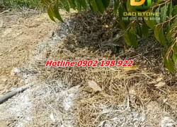 🌊 VÔI THỦY SẢN (CaO) & DOLOMITE CaMg(CO₃)₂ – GIẢI PHÁP AN TOÀN CHO AO NUÔI 🌊