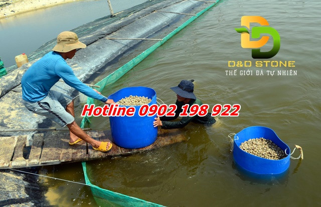🌊 VÔI THỦY SẢN (CaO) & DOLOMITE CaMg(CO₃)₂ – GIẢI PHÁP AN TOÀN CHO AO NUÔI 🌊