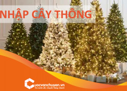 Thủ tục khai báo hải quan nhập khẩu cây thông Noel
