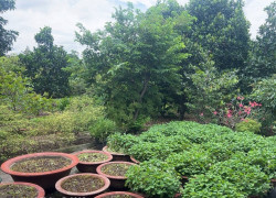 SIÊU HIẾM – Lô đất 4686M2, ngay TT Quận 2, cạnh An Phú, 120 tỷ