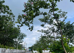 Phước Hòa - Phường Tân Phước – TP.HCM (sáp nhập)