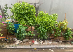 CẦN BÁN MẢNH ĐẤT ĐẸP TẠI HẢI BỐI, ĐÔNG ANH, HÀ NỘI