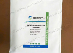BACILLUS SUBTILIS – Siêu lợi khuẩn đậm đặc cho ao nuôi