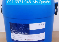 Chủng men đường ruột Bacillus Subtilis Ấn Độ chất lượng
