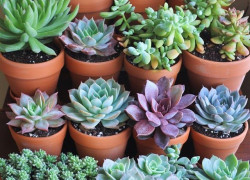 Top 5 Loại Sen Đá Có Cái Tên Nghe Là Muốn Nuôi Ngay!
