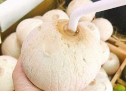 Thủ tục xuất khẩu trái dừa tươi