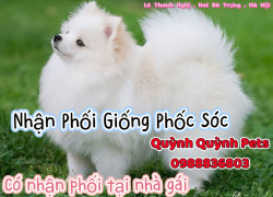 Nhận phối giống phốc sóc. 0988836803